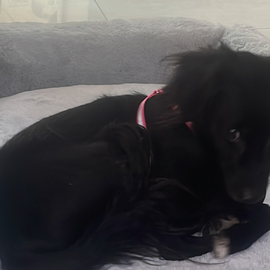 ARACNE | Raza Mestiza | En Adopción