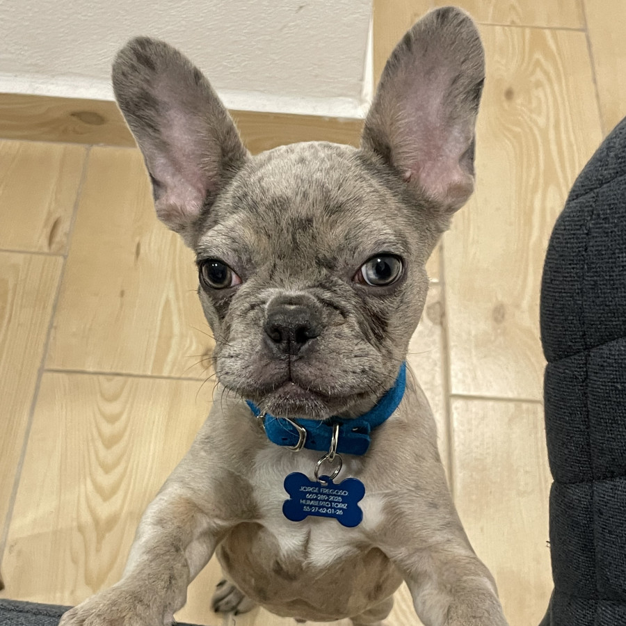 YODA | Raza Bulldog Francés  | Final Feliz