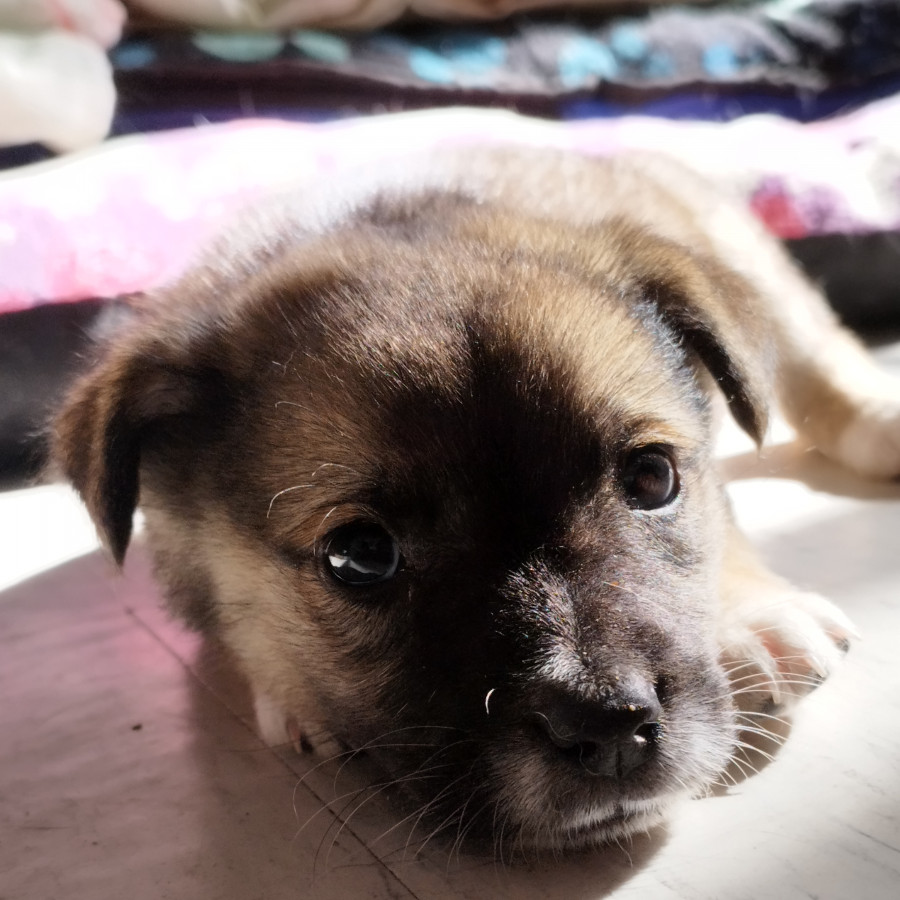 APRIL | Raza Mestiza | En Adopción
