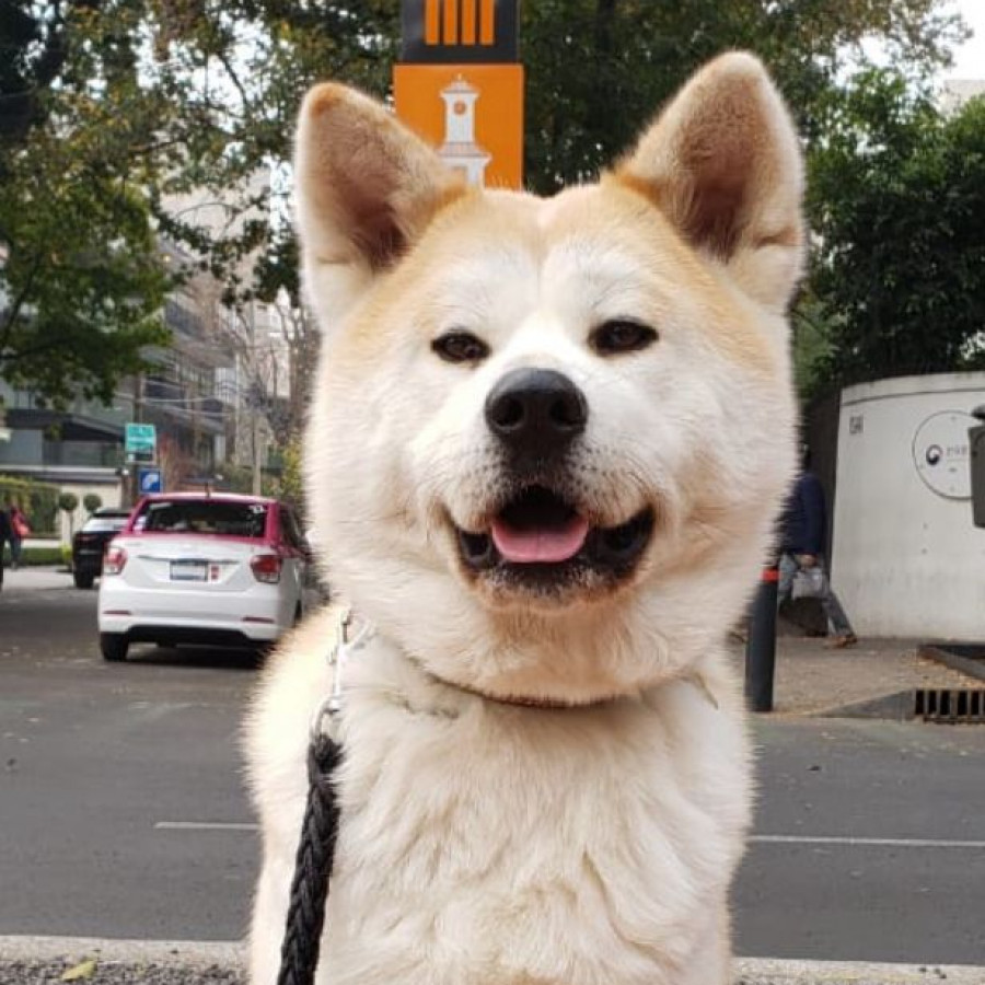 NALA | Raza Akita Inú o Akita Japonés | Final Feliz