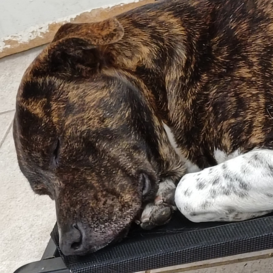 HOUSTON | Raza Mestizo,  cruza de American Pitbull Terrier | Final Feliz