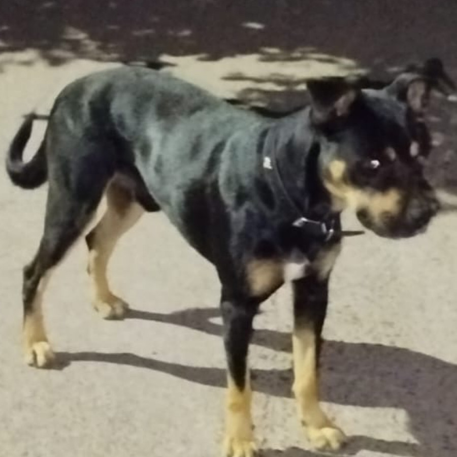 RUSBEL | Raza Mestizo, cruza de Rottweiler | Perdido
