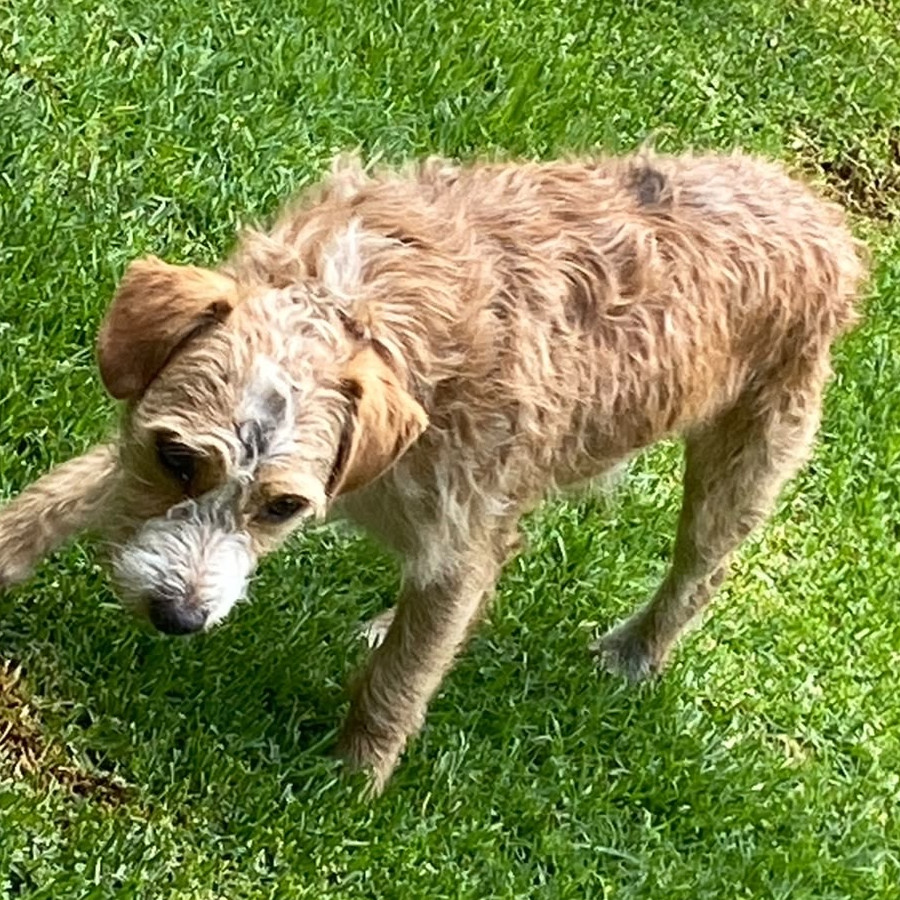  | Raza Mestizo, cruza de French Poodle | Encontrado