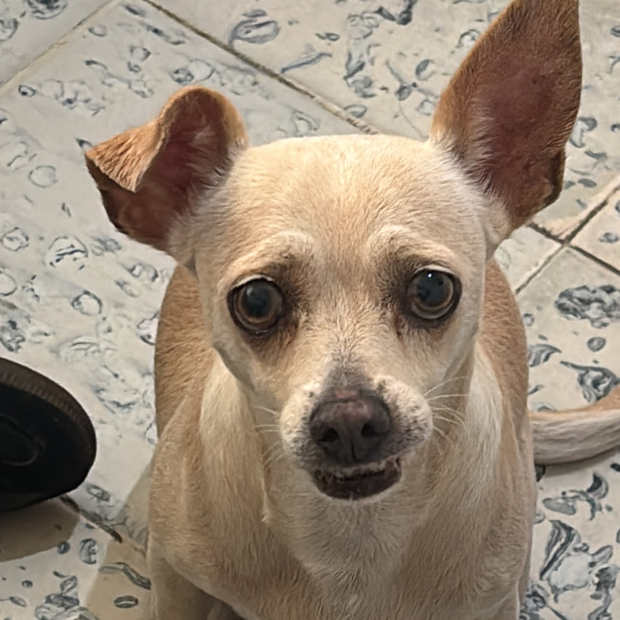 BELLA | Raza Mestiza, cruza de Chihuahua | Final Feliz