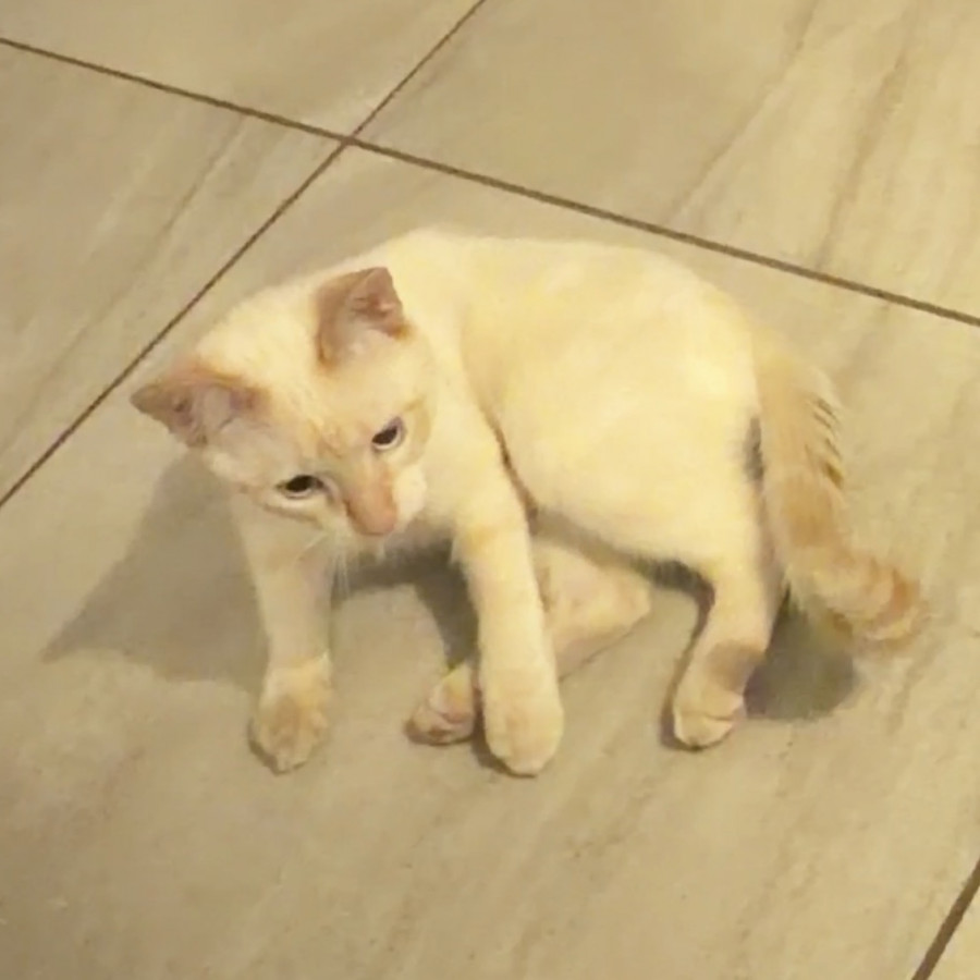 MITCHO | Raza Aslan o Siamés moderno, punto flama | Perdido