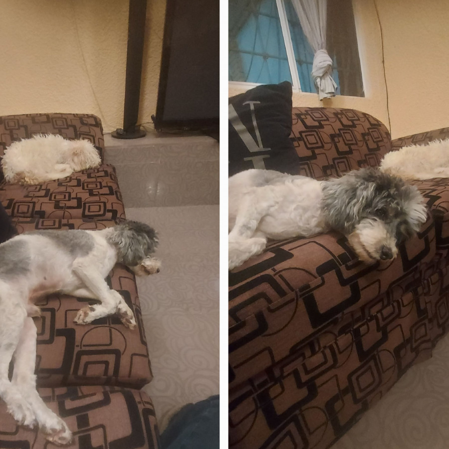 PELUCHE | Raza Mestizo, cruza de French Poodle | Perdido