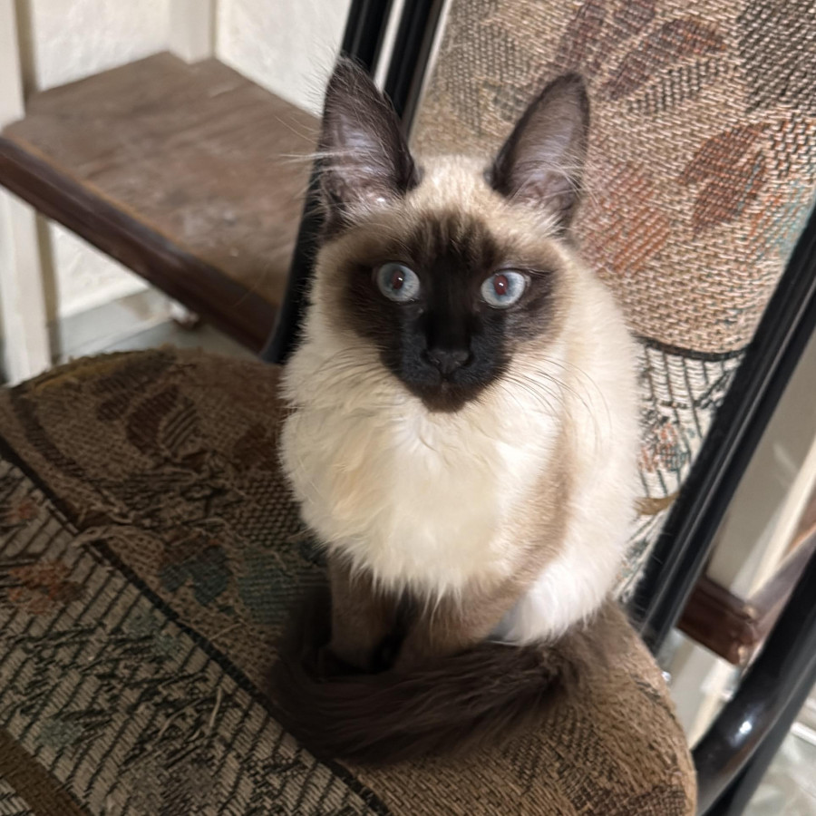 CAPUCHINA | Raza Balinés punto foca | Perdida