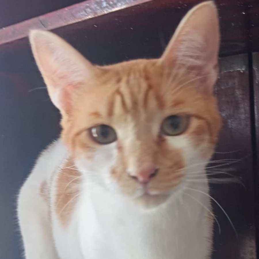 MUXE | Raza Doméstico Américano de Pelo Corto | En Adopción