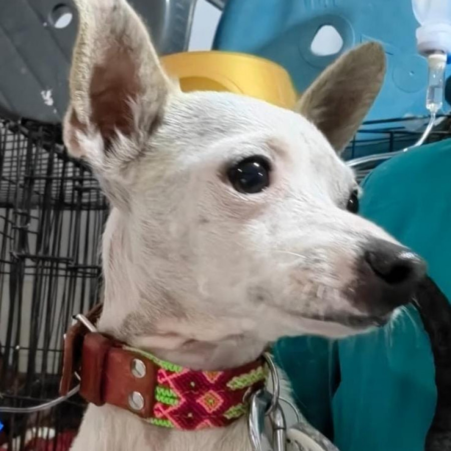 PAPI | Raza Chihuahua | Perdido
