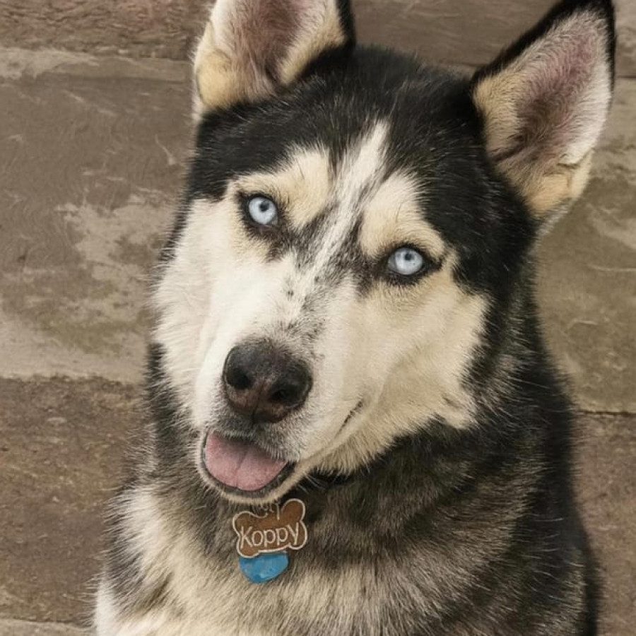 KOPPY | Raza Husky Siberiano | Perdido