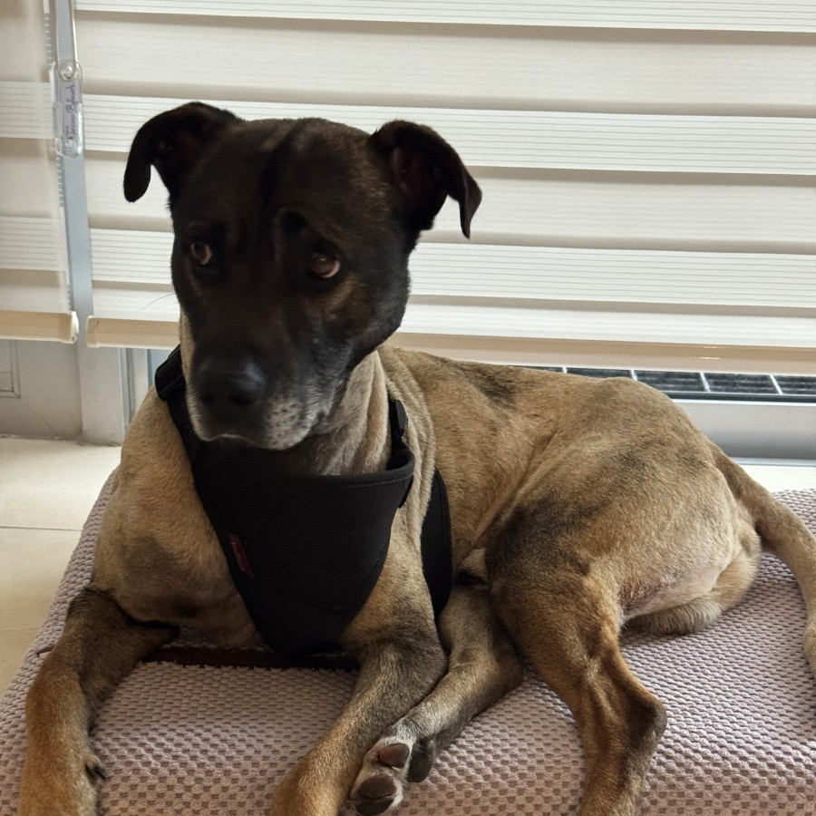  | Raza Mestizo, cruza de American Pitbull Terrier | Final Feliz