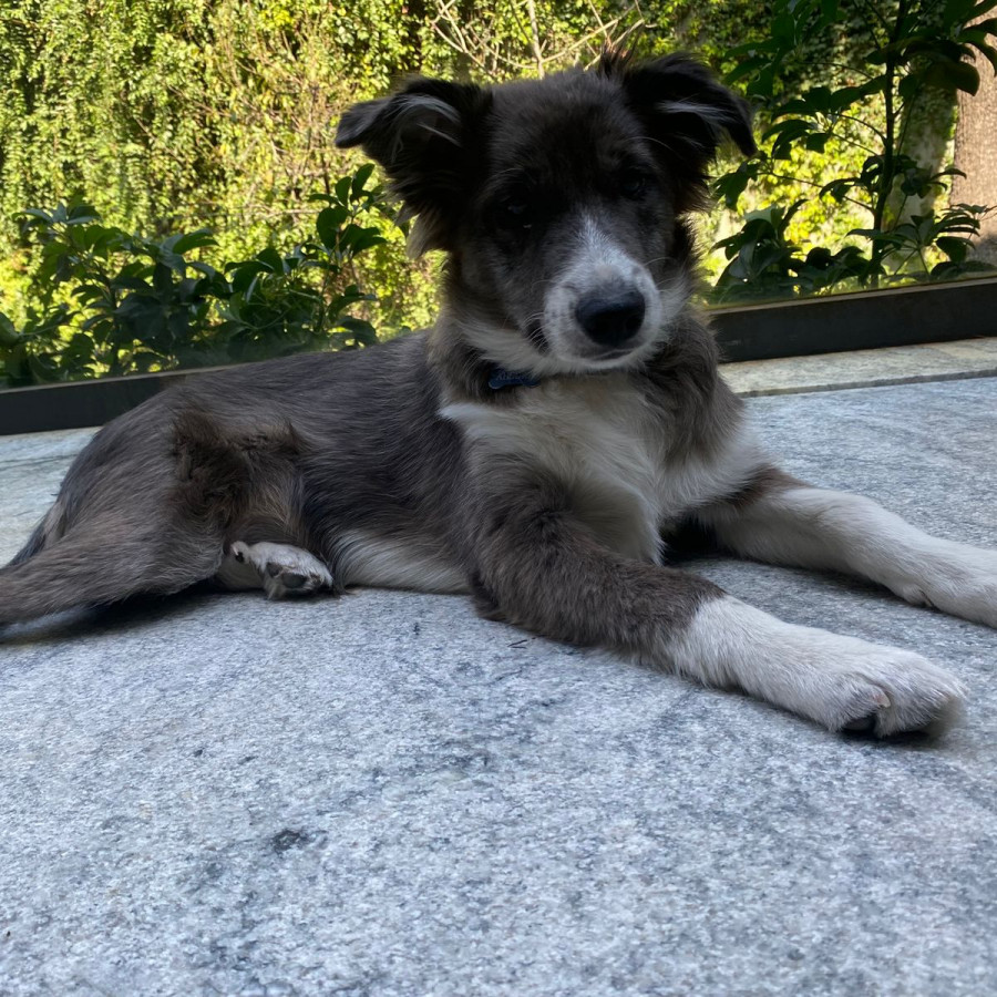 AHSOKA | Raza Border Collie  | Perdida