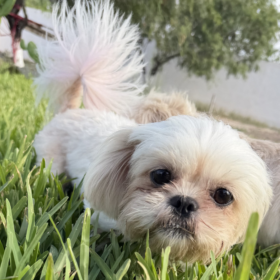 LUNA | Raza Shih Tzu  | Final Feliz
