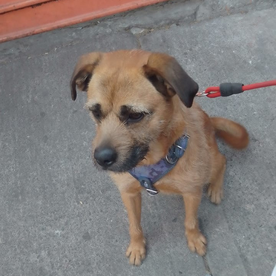 OREJAS | Raza Mestizo | En Adopción