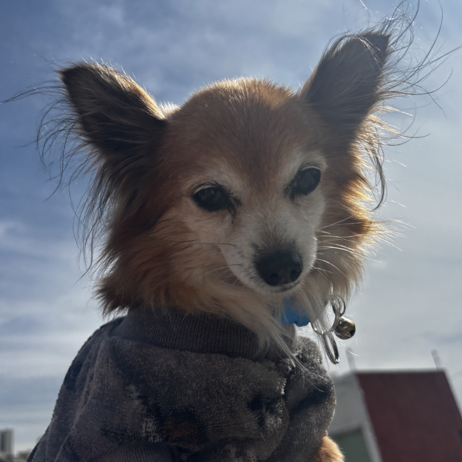 TOBY | Raza Mestizo, cruza de Pomerania con Chihuahua,  (Pomchi) | Final Feliz