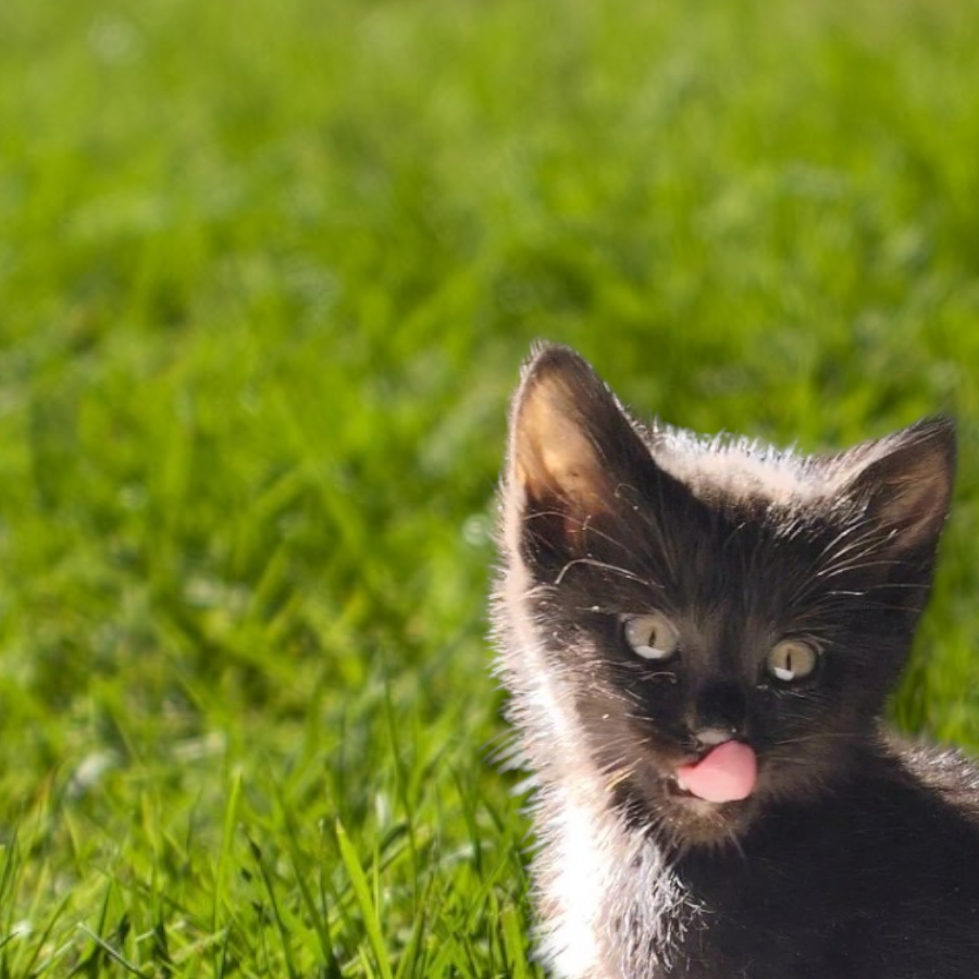 BAGUI | Raza Angora Turco Negro | En Adopción