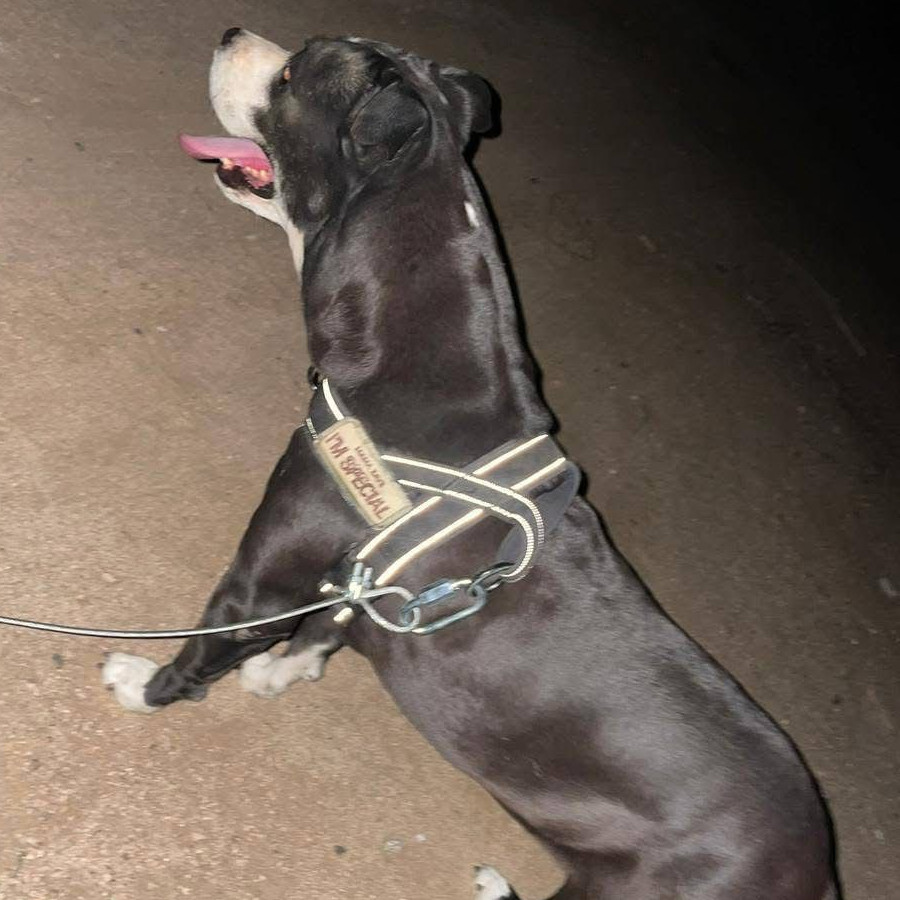 ARY | Raza American Pitbull Terrier | Perdida