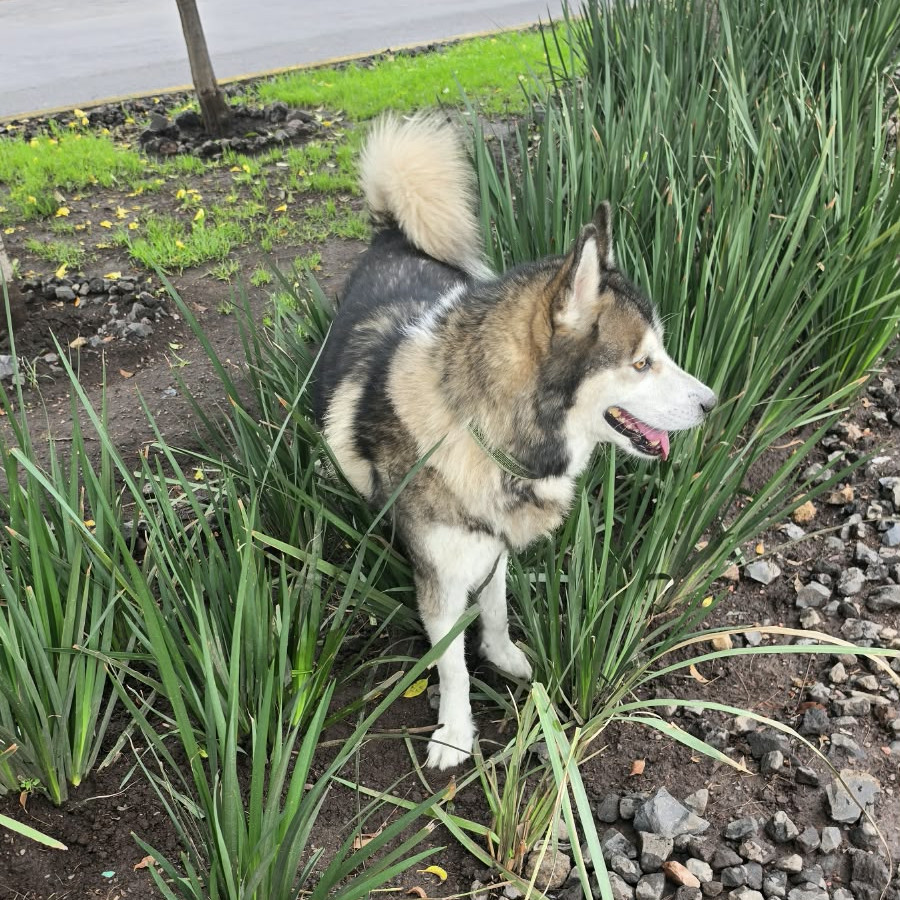  | Raza Husky Siberiano | Encontrado