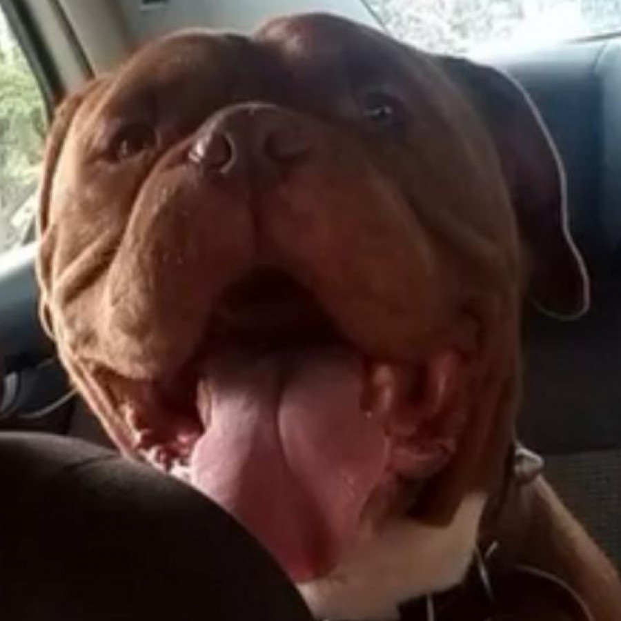 FREDDY | Raza Dogo de Burdeos o Mastín Francés | Perdido