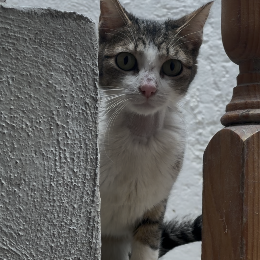 NINA | Raza Doméstico Américano de Pelo Corto | Perdida