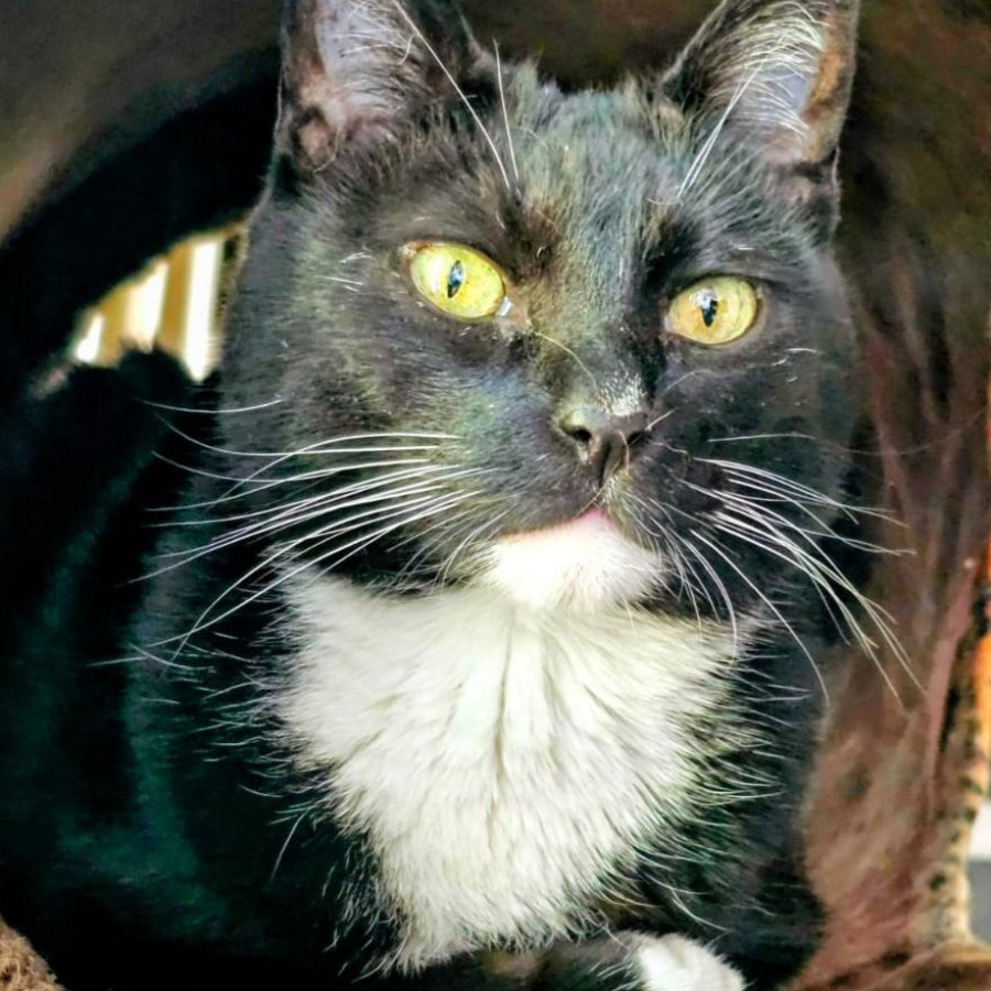 MISHA | Raza Doméstico Americano de Pelo Corto | Perdida