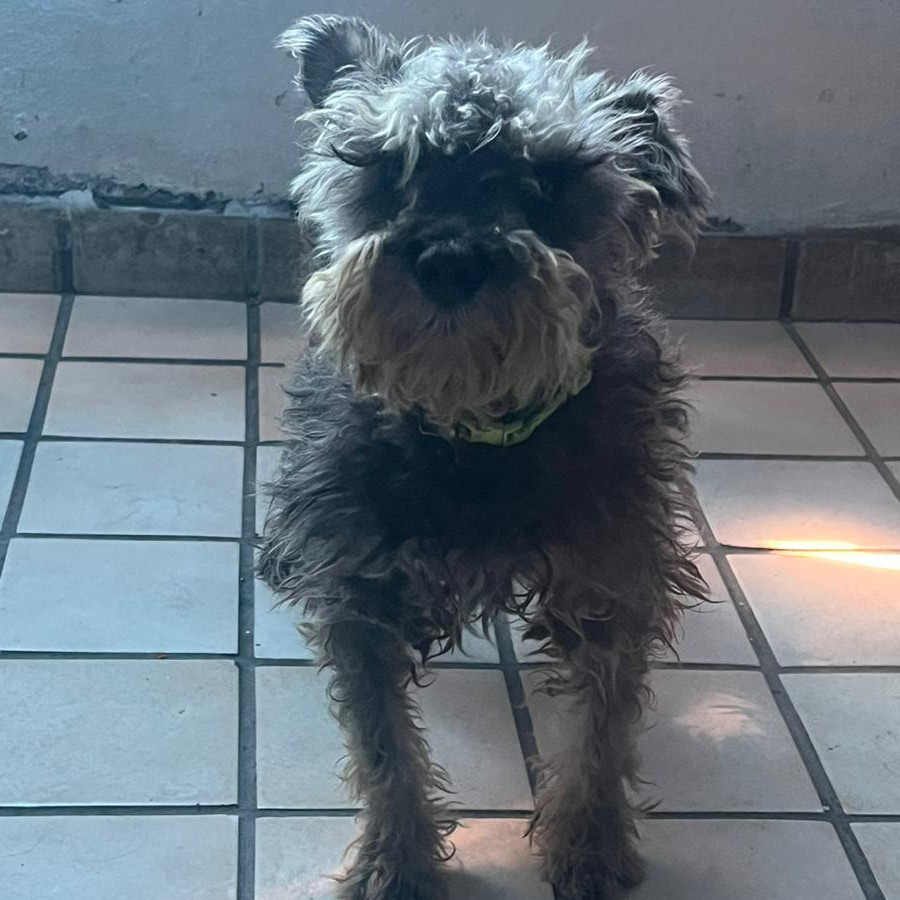 ROBERTO | Raza Schnauzer Miniatura  | Perdido