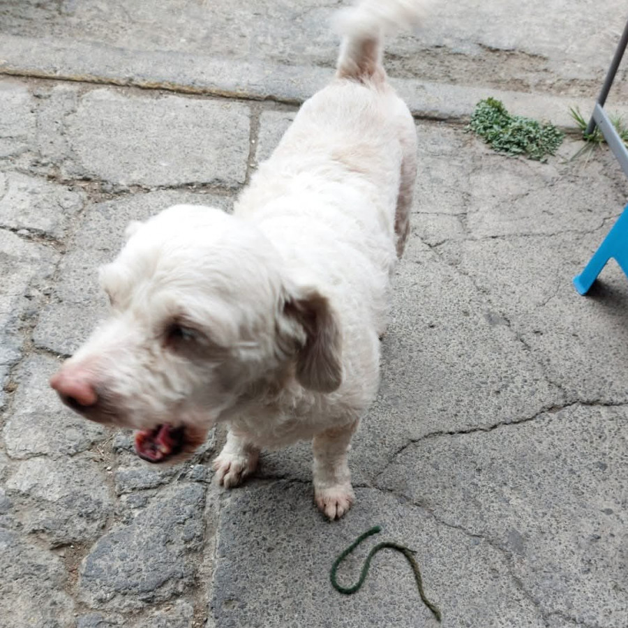 JUNIOR | Raza Mestizo, cruza de French Poodle | Perdido