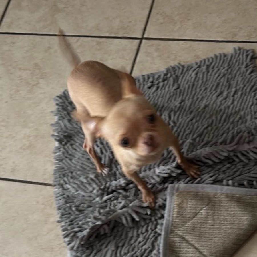 CUKU | Raza Chihuahua | Perdida