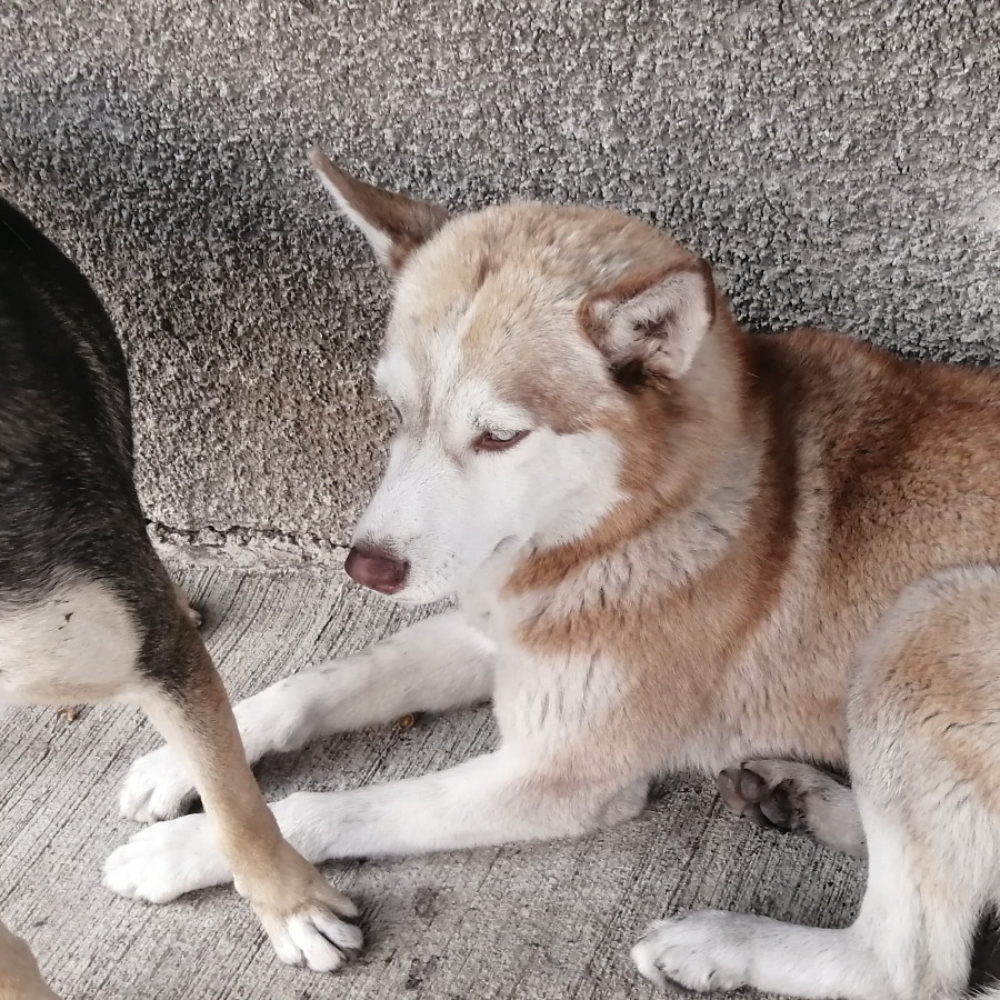  | Raza Husky Siberiano | Encontrada