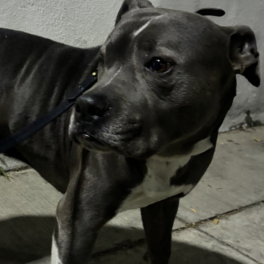  | Raza American Pitbull Terrier | Encontrado