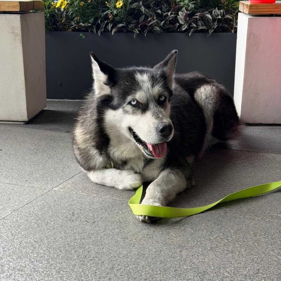  | Raza Husky Siberiano | Encontrada