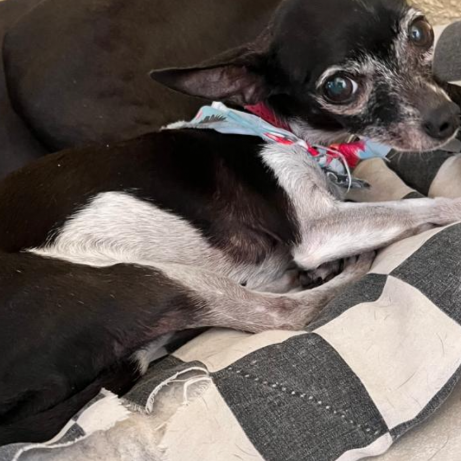 NEGRITA | Raza Chihuahua | Perdida