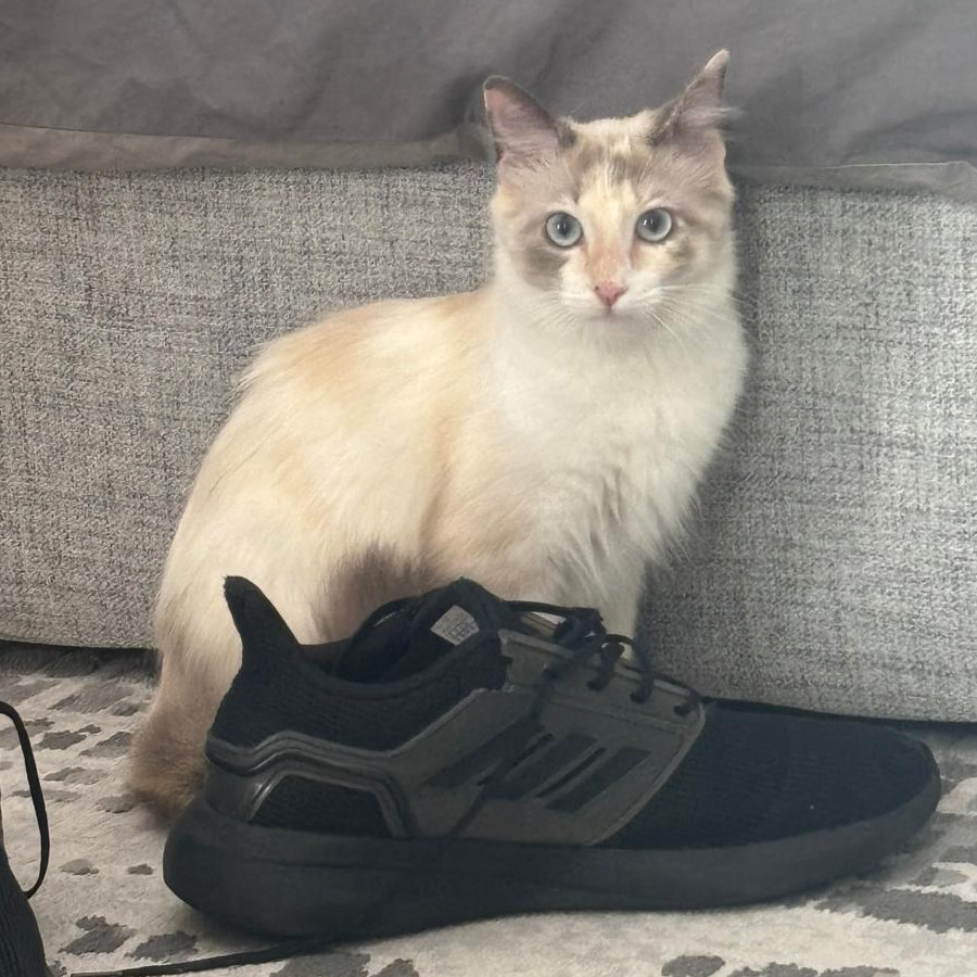 GATO | Raza Balinés punto Calicó | Perdida