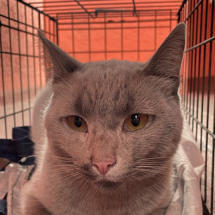  | Raza Doméstico Américano de Pelo Corto | Encontrado