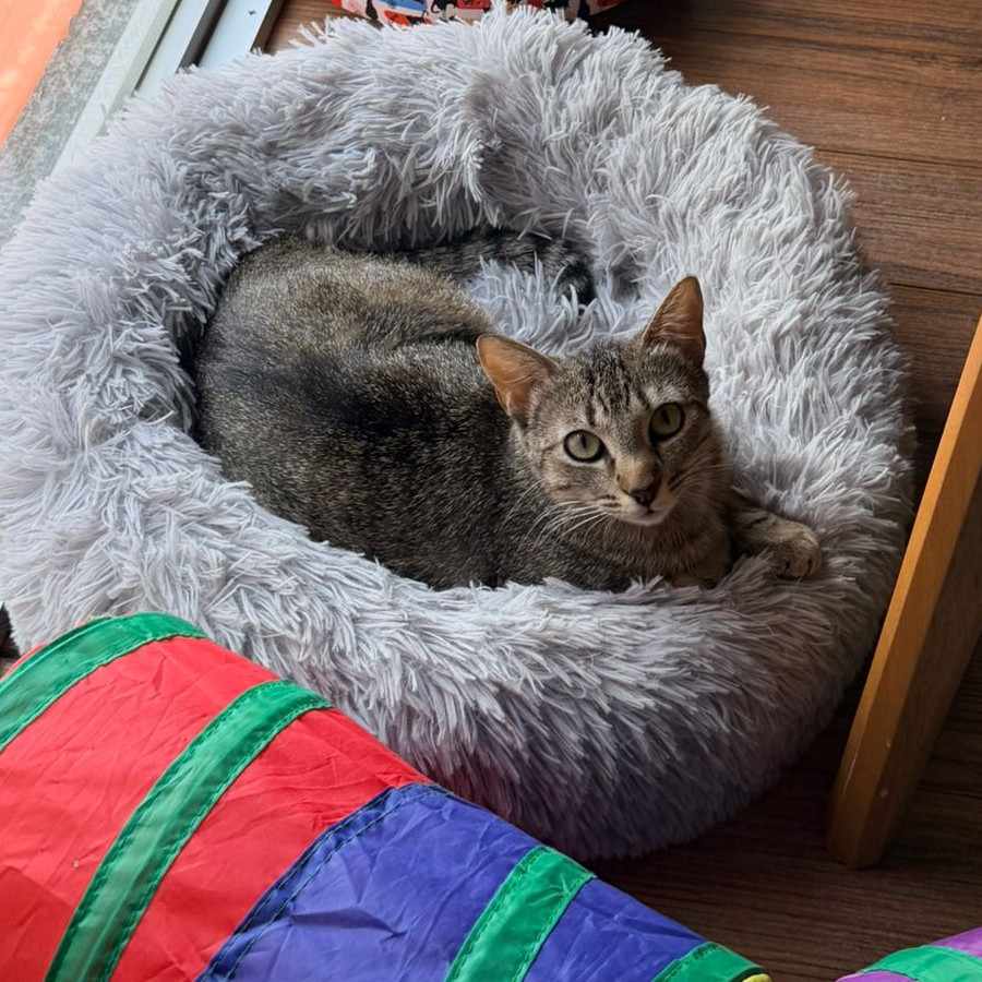 HERMOSA GATITA | Raza Doméstico Américano de Pelo Corto | En Adopción