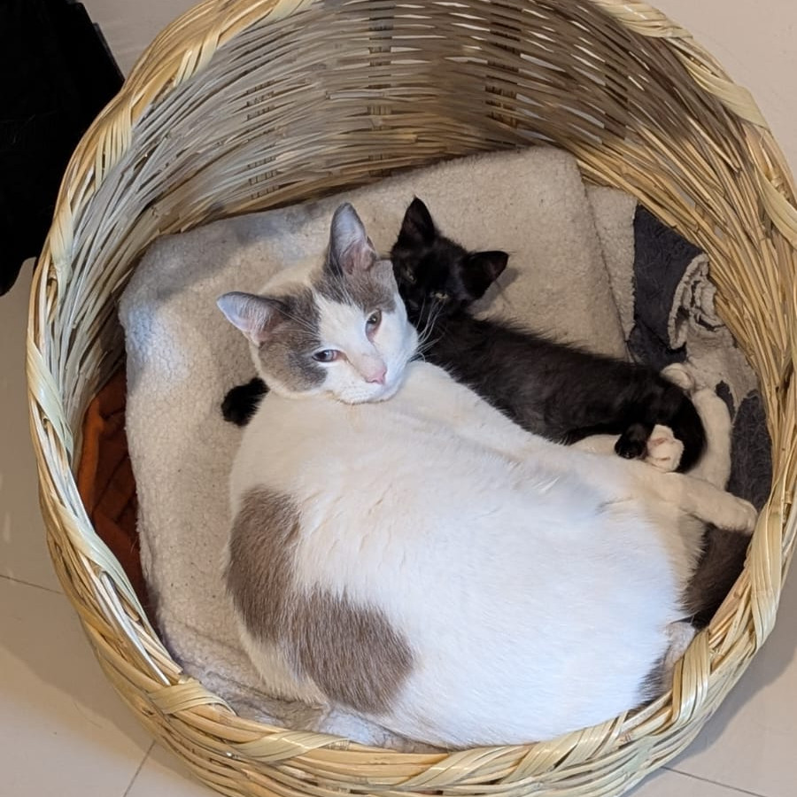 MINGUS | Raza Doméstico Americano de Pelo Corto | Perdido