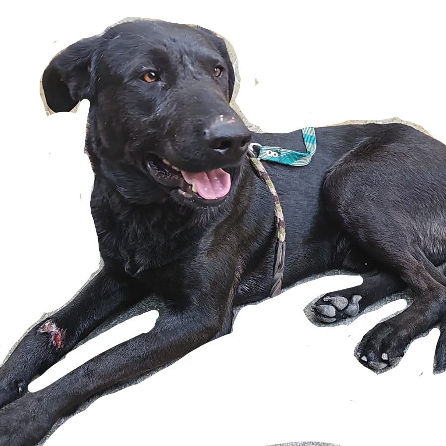  | Raza Mestizo, cruza de Labrador | Encontrado