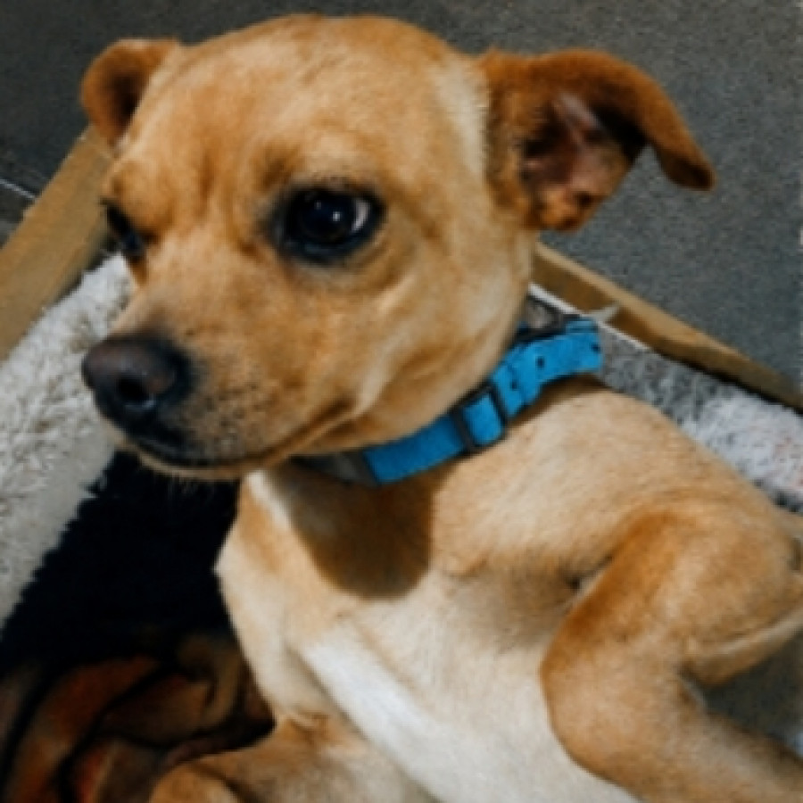 KANAKO O CALAVERA | Raza Chihuahua | Perdido