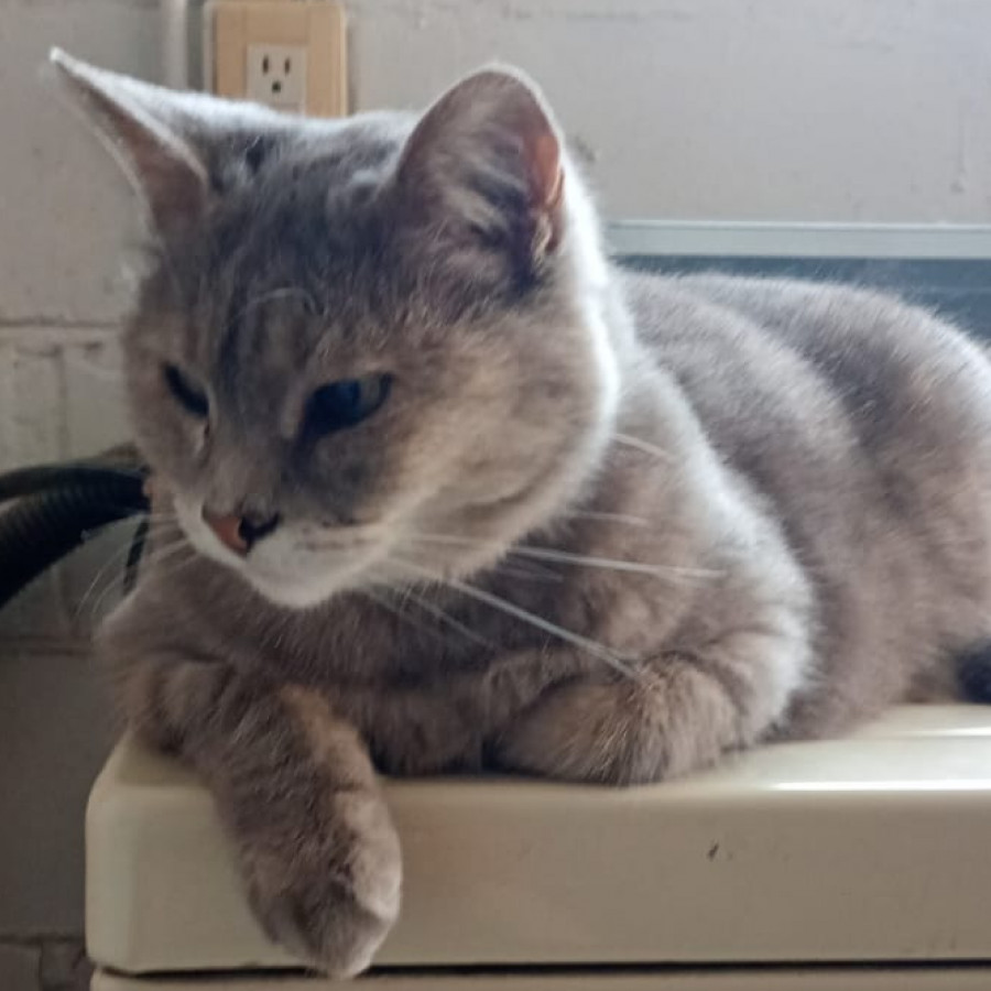 JODIE | Raza Doméstico Américano de Pelo Corto | Final Feliz