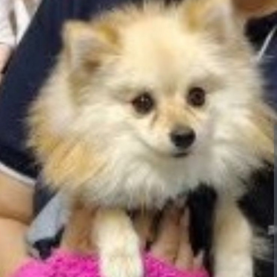 POLO | Raza Pomerania | Perdido