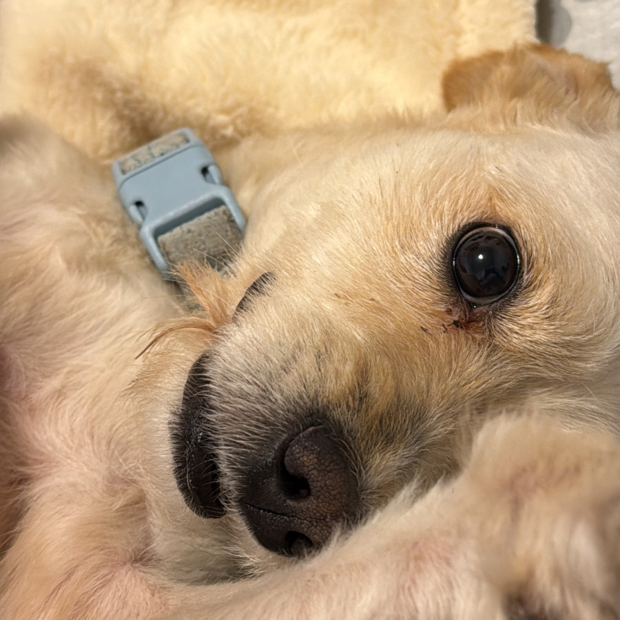 MILO | Raza Mestizo, cruza de Maltés | Perdido