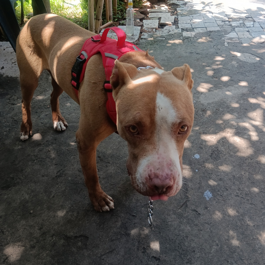  | Raza American Pitbull Terrier | Encontrado
