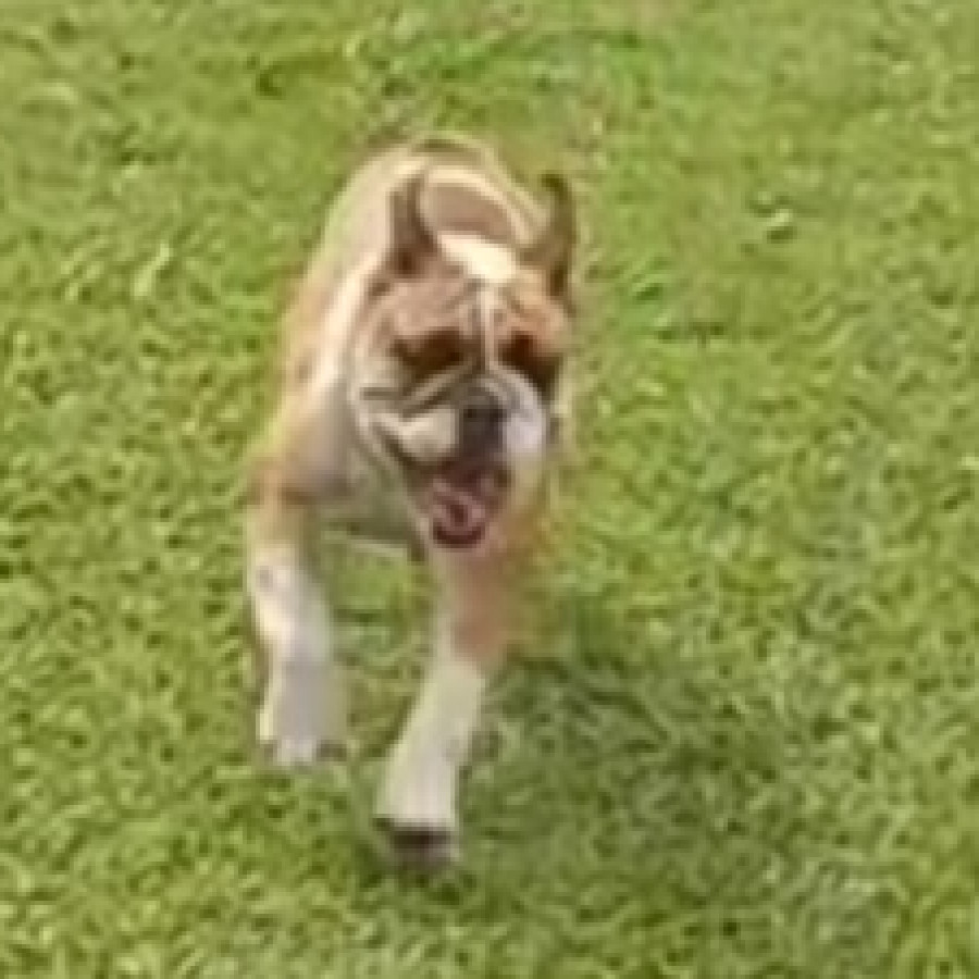 NAMI | Raza Bulldog Inglés  | Perdida