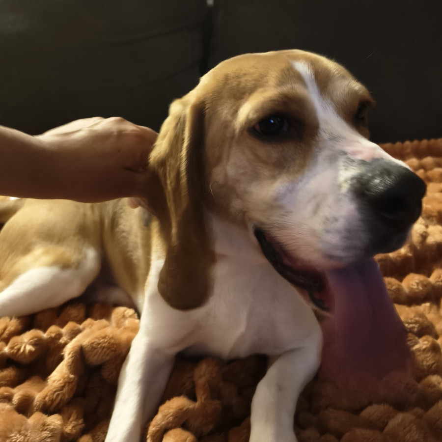  | Raza Beagle | Final Feliz