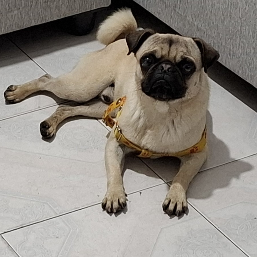 CHATO | Raza Pug o Carlin | Perdido