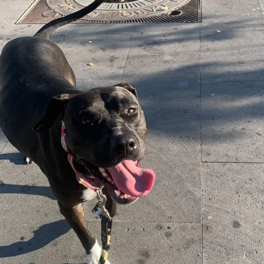 KYLA | Raza American Pitbull Terrier | Perdida