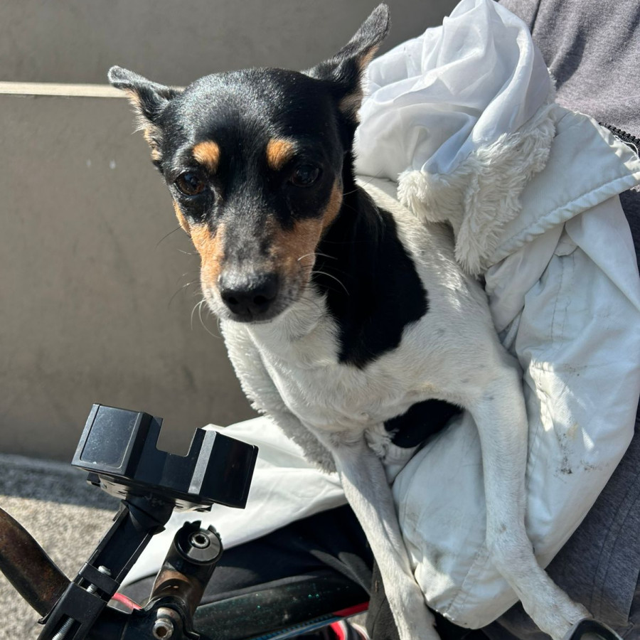  | Raza Fox Terrier de Pelo Liso | Final Feliz