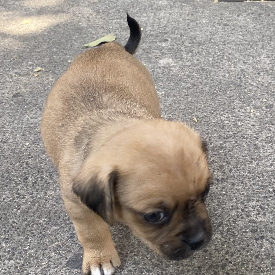 HERMOSO CACHORRO | Raza Mestizo | En Adopción