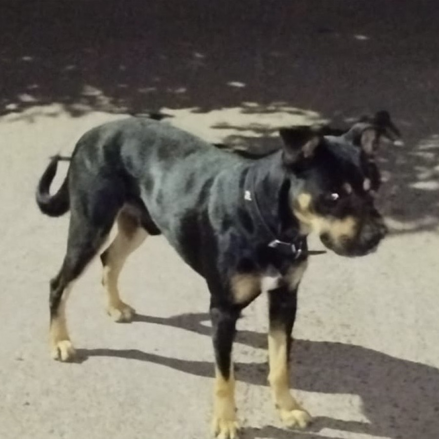 RUSBEL | Raza Mestizo, cruza de Rottweiler | Perdido