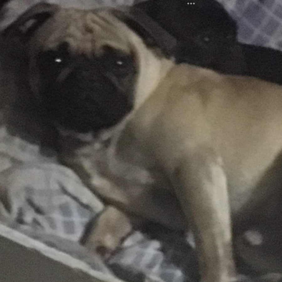 PANCHO | Raza Pug o Carlin | Perdido